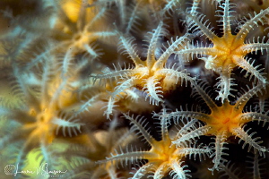 Star Coral/Photographed with a Canon 60 mm macro lens and... by Laurie Slawson 